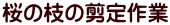 桜の枝の剪定作業