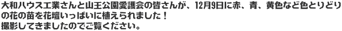 大和ハウス工業さんと山王公園愛護会の皆さんが、12月9日に赤、青、黄色など色とりどり の花の苗を花壇いっぱいに植えられました！ 撮影してきましたのでご覧ください。