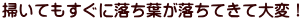 掃いてもすぐに落ち葉が落ちてきて大変！