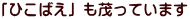 「ひこばえ」も茂っています