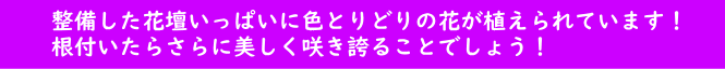 後日、整備した花壇に花を植え付けました！