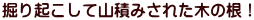 掘り起こして山積みされた木の根！