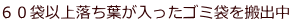 ６０袋以上落ち葉が入ったゴミ袋を搬出中