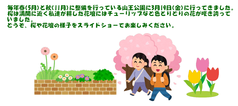 毎年春(5月)と秋(11月)に整備を行っている山王公園に3月19日(金)に行ってきました。 桜は満開に近く私達が耕した花壇にはチューリップなど色とりどりの花が咲き誇って いました。 どうぞ、桜や花壇の様子をスライドショーでお楽しみください。