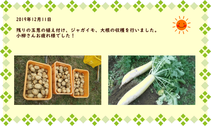 2019年12月11日  残りの玉葱の植え付け、ジャガイモ、大根の収穫を 行いました。