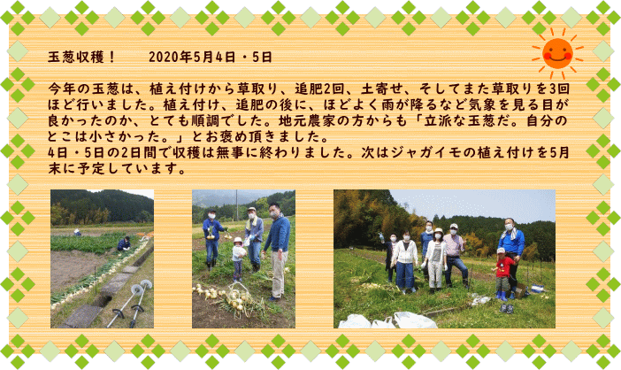 玉葱収穫！　　2020年5月4日・5日  今年の玉葱は、植え付けから草取り、追肥2回、土寄せそしてまた草取りを 3回ほど行いました。植え付け、追肥の後に、ほどよく雨が降るなど気象を 見る目が良かったのか、とても順調でした。地元農家の方からも「立派な 玉葱だ。自分のとこは小さかった。」とお褒め頂きました。