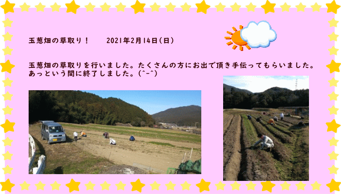 玉葱収穫！　　2020年5月4日・5日  今年の玉葱は、植え付けから草取り、追肥2回、土寄せそしてまた草取りを 3回ほど行いました。植え付け、追肥の後に、ほどよく雨が降るなど気象を 見る目が良かったのか、とても順調でした。地元農家の方からも「立派な 玉葱だ。自分のとこは小さかった。」とお褒め頂きました。