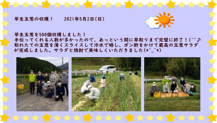 玉葱収穫！　　2020年5月4日・5日  今年の玉葱は、植え付けから草取り、追肥2回、土寄せそしてまた草取りを 3回ほど行いました。植え付け、追肥の後に、ほどよく雨が降るなど気象を 見る目が良かったのか、とても順調でした。地元農家の方からも「立派な 玉葱だ。自分のとこは小さかった。」とお褒め頂きました。